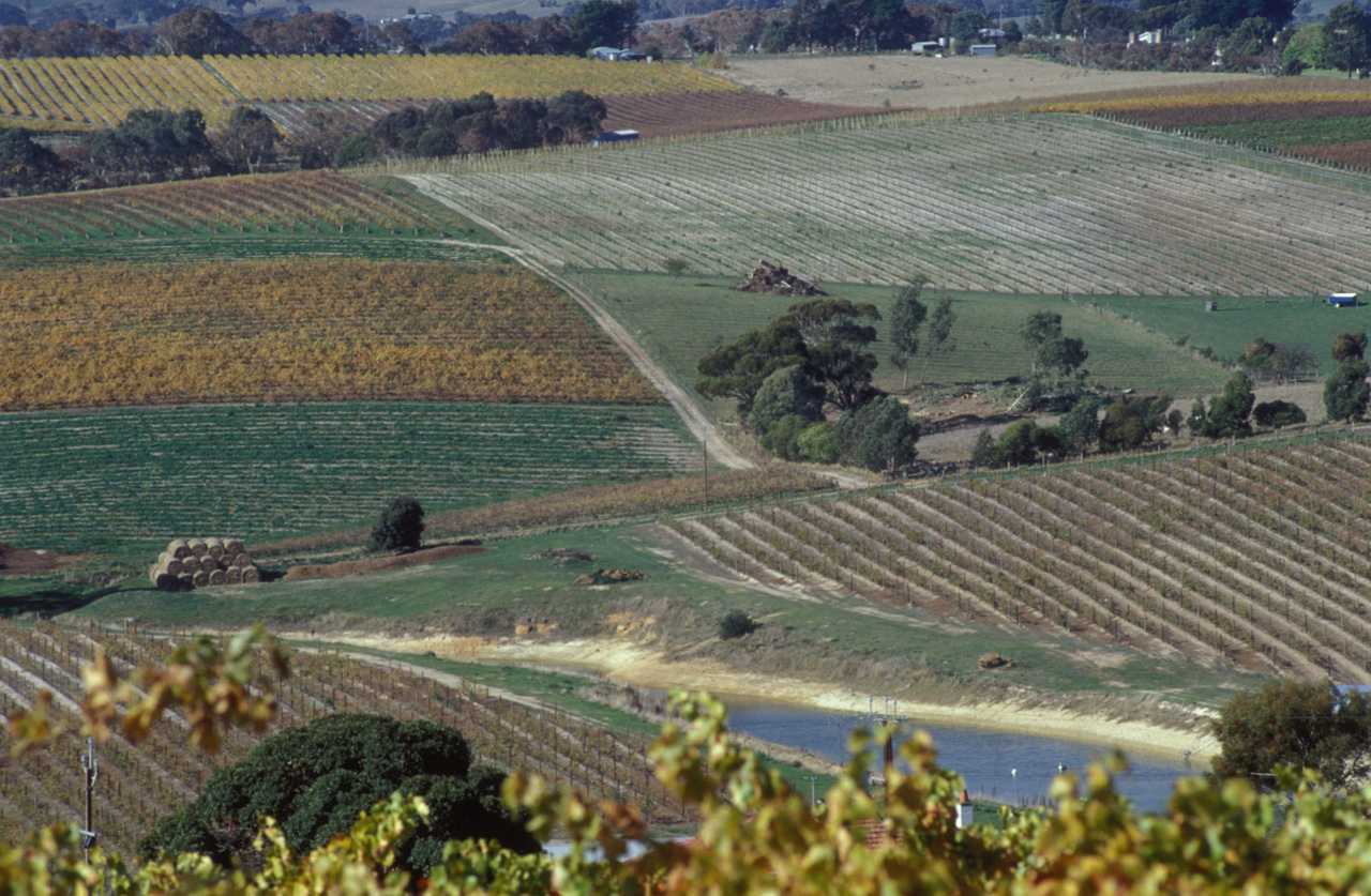 Vigneti-della-McLaren-Vale-01