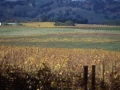 Barossa-Valley-007