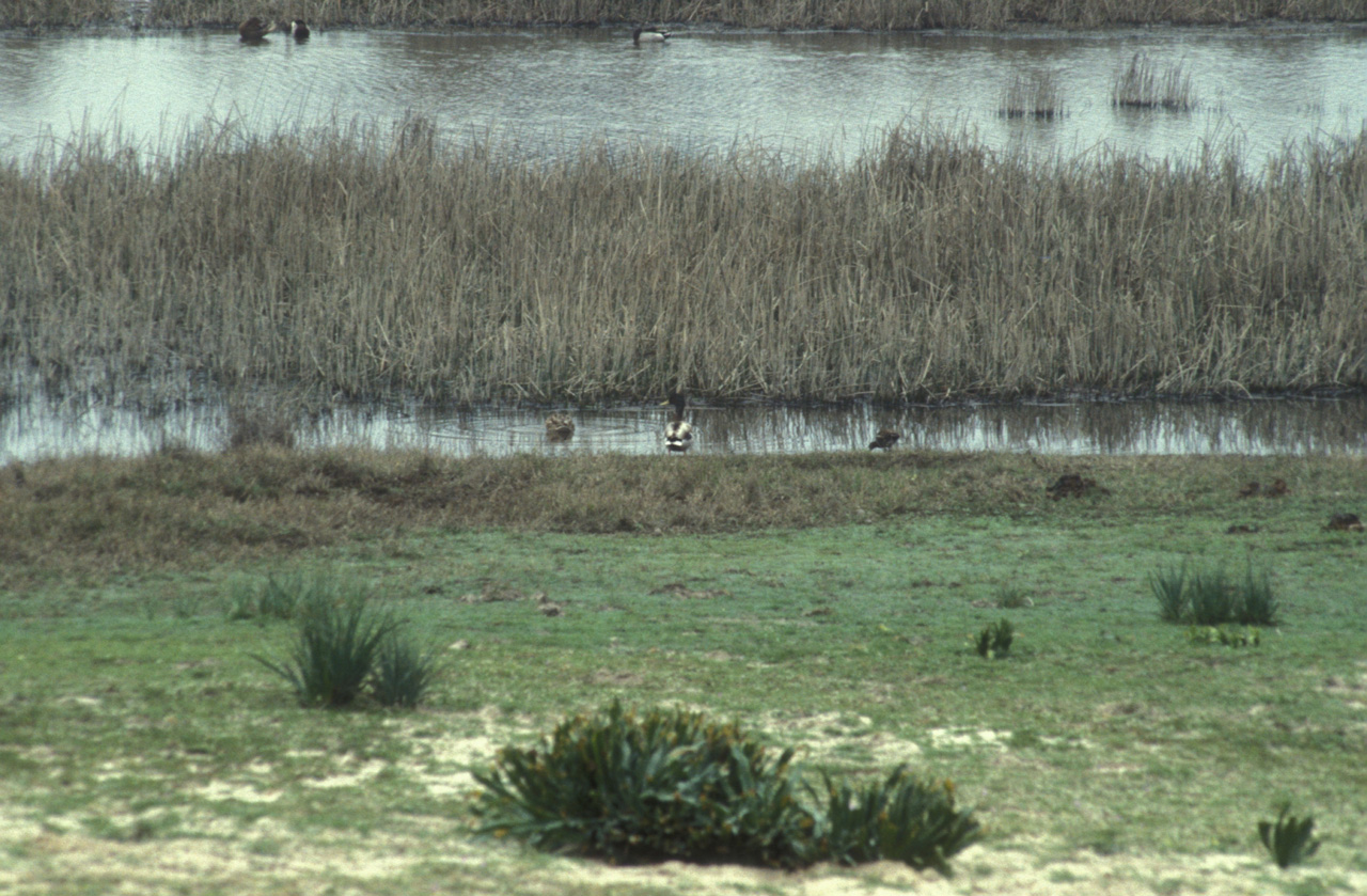 Parco-Nazionale-Donana-005