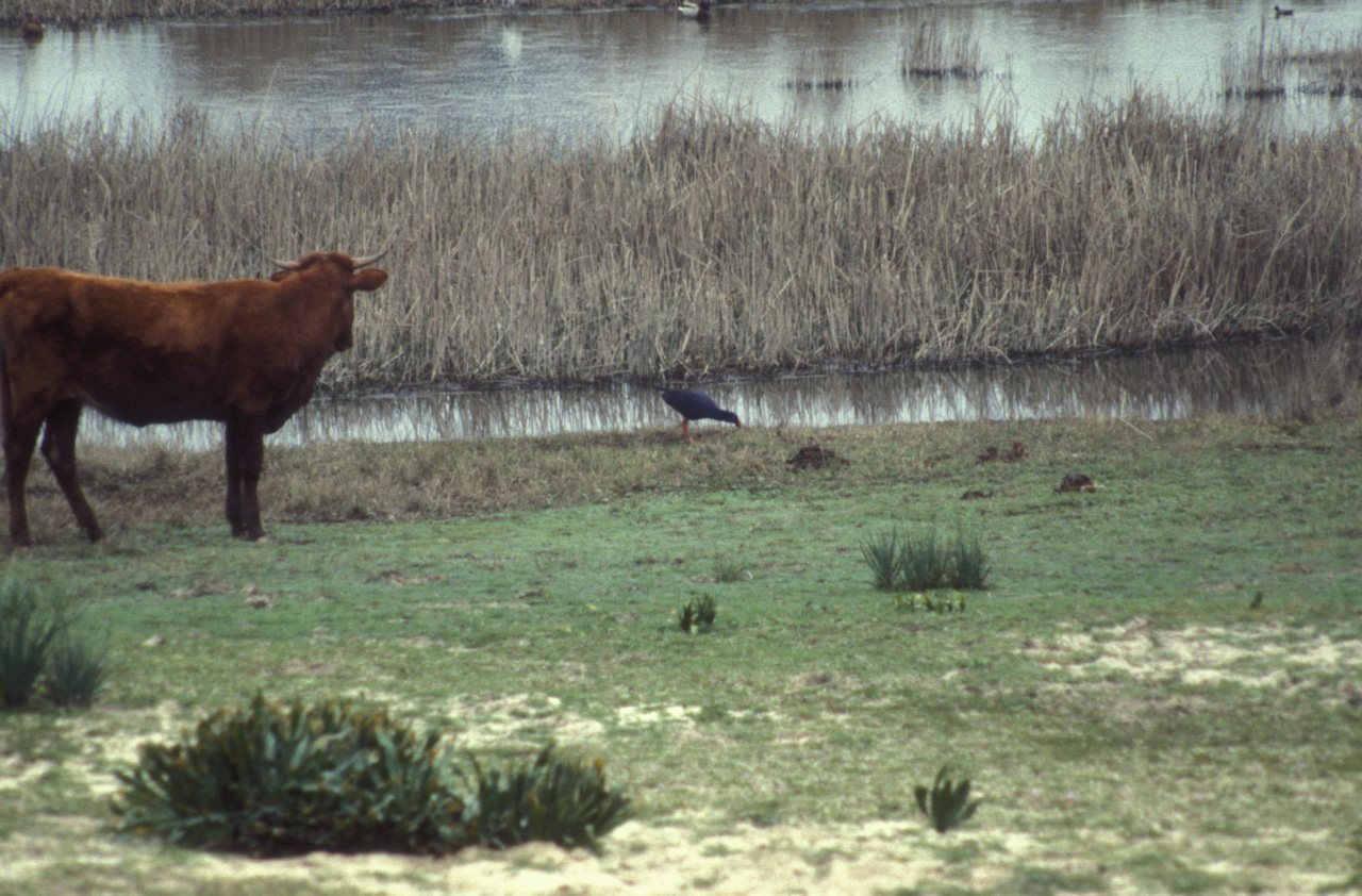 Parco-Nazionale-Donana-010