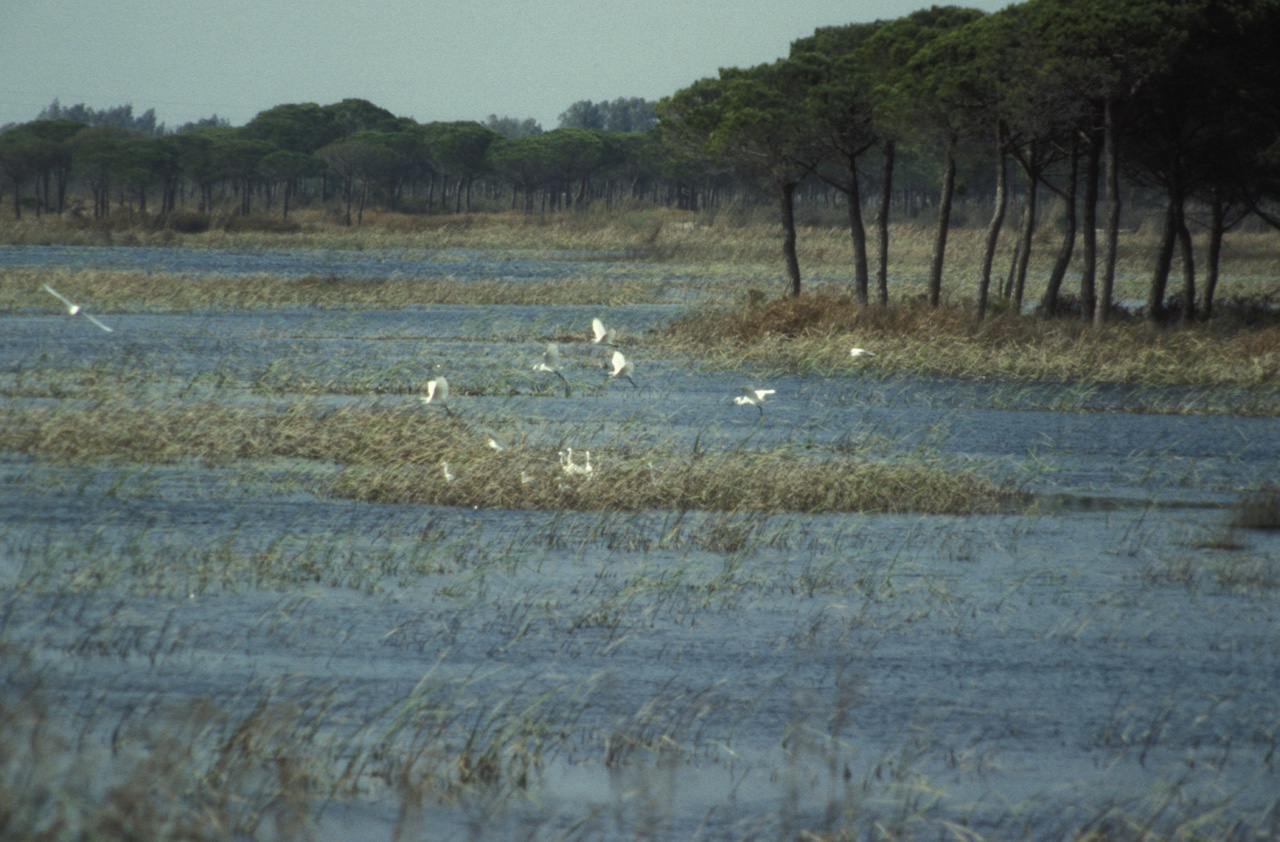 Parco-Nazionale-Donana-012